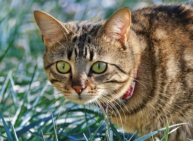 cat-9493147_640.jpg